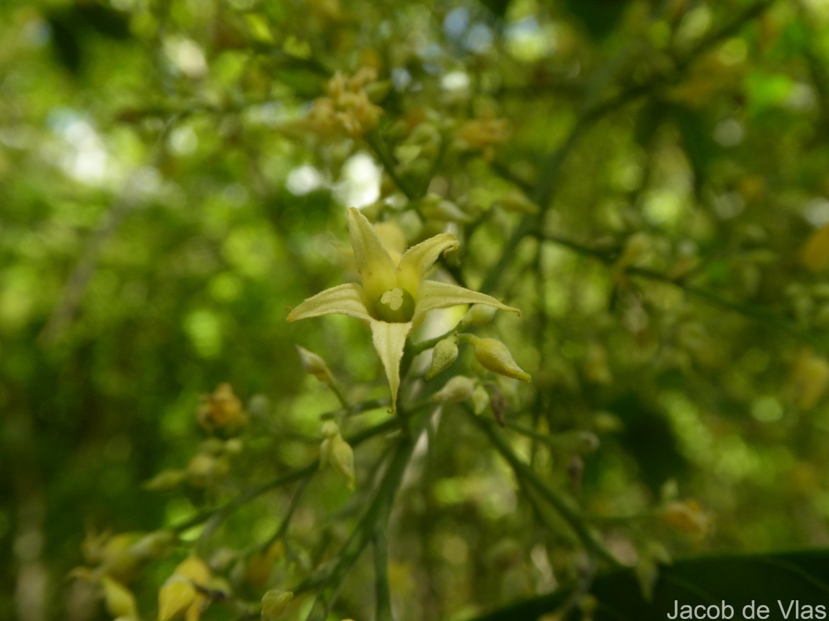 Hevea brasiliensis (Willd. ex A.Juss.) Müll.Arg.